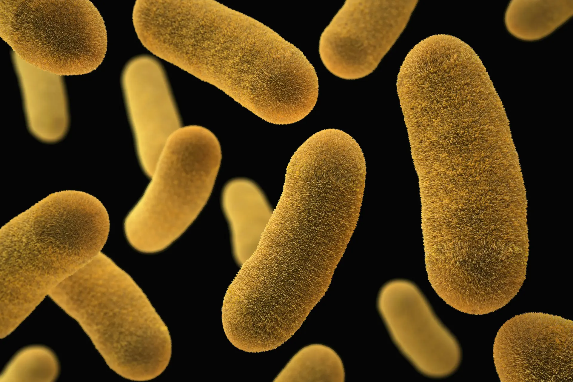 Yersinia enterocolitica